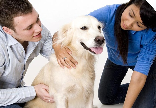 How True That At Home Your Dog Can Be A Therapist?