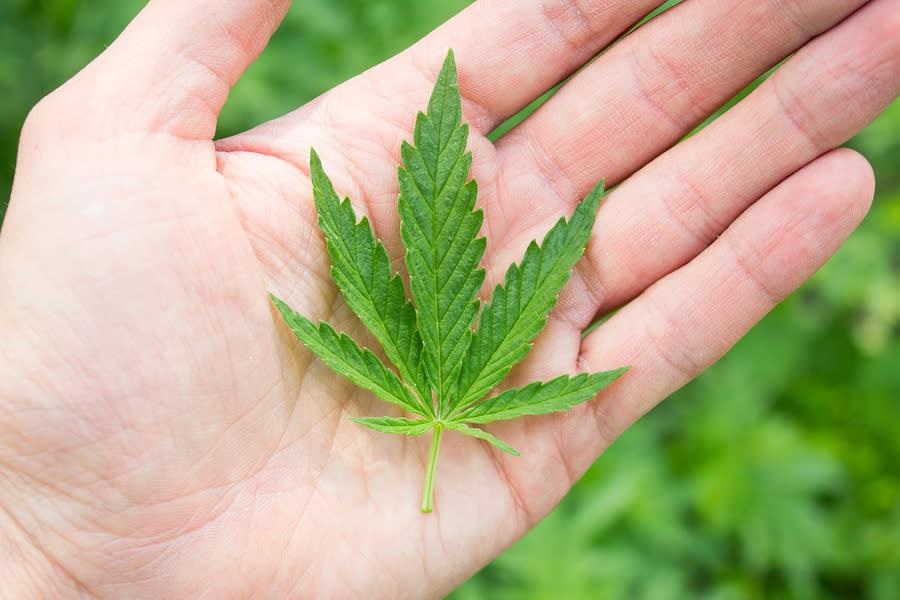 Get to Know the Difference between Medical and Recreational Marijuana