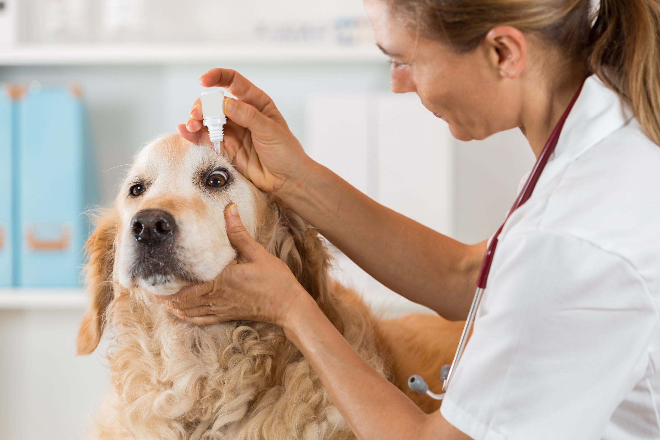The Importance of Proper Dosage and Administration of Pet Medications in Canada