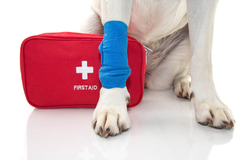 Answering the Call: Master Pet Emergencies with Specialized Training